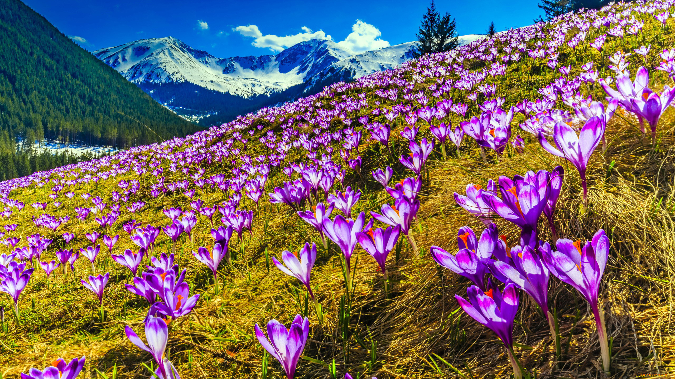 Андорра цветущие крокусы